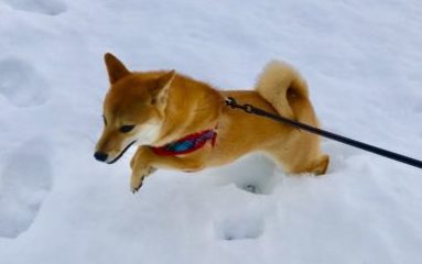雪の中を走る柴犬
