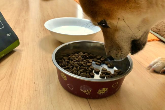 カナガンを食べる柴犬