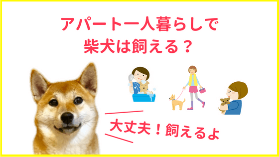 アパートやマンションの一人暮らしで柴犬は飼える 飼えます 柴犬ココたん のほほんカメラ日記