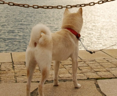 白い柴犬の尻尾