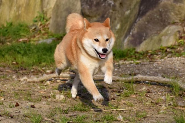 犬の長生きギネスは30歳 柴犬を長生きさせる秘訣や方法は