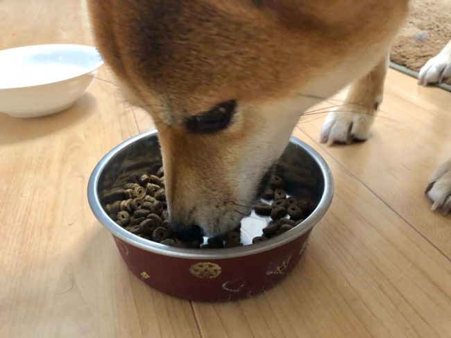 カナガンを食べる柴犬
