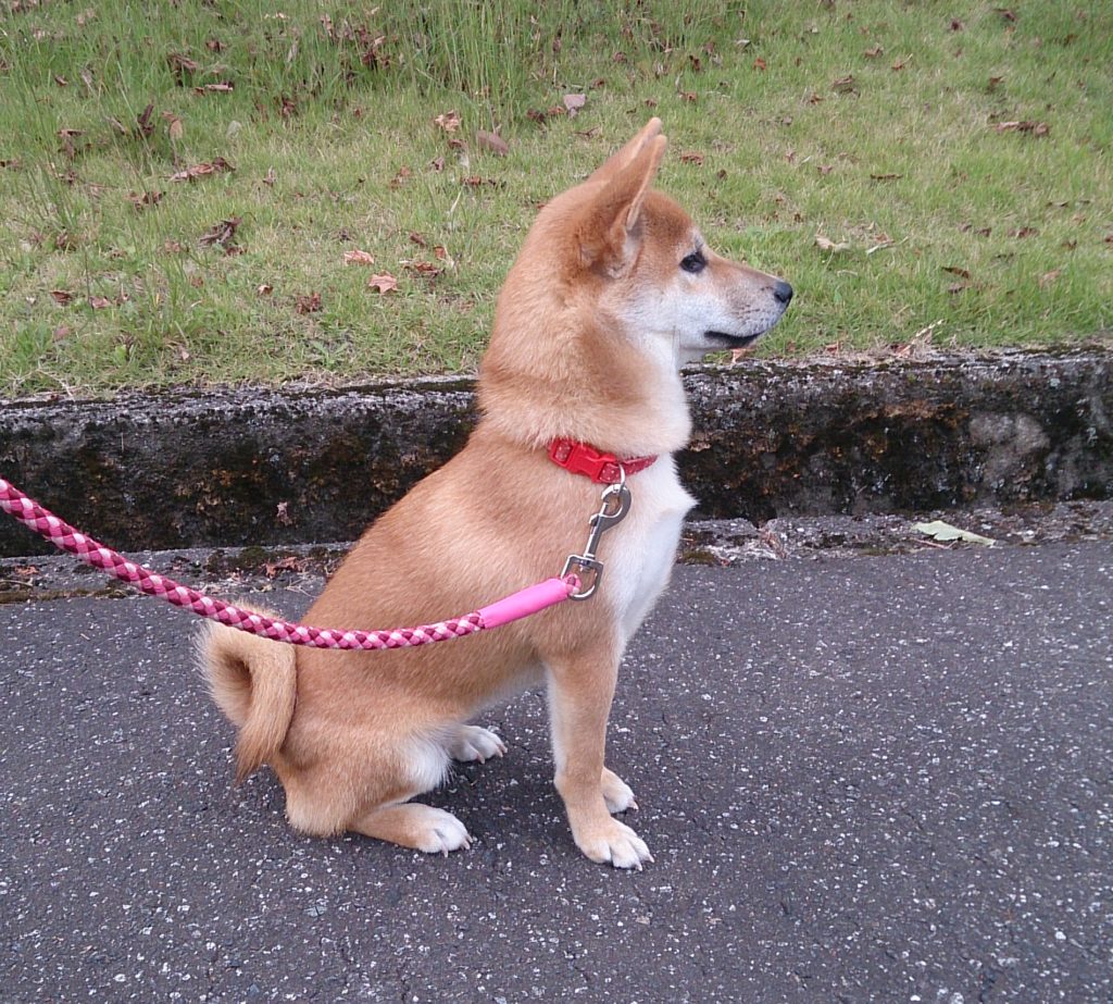 超簡単！犬のお座りと待ての教え方「初心者でもすぐに出来ました」