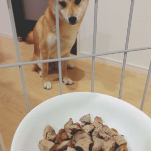 愛犬が夏バテ気味なのでレバーをあげたら元気になった 栄養や与える量 注意点まとめ 柴犬ココたん のほほんカメラ日記