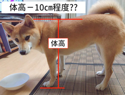犬の体高の説明