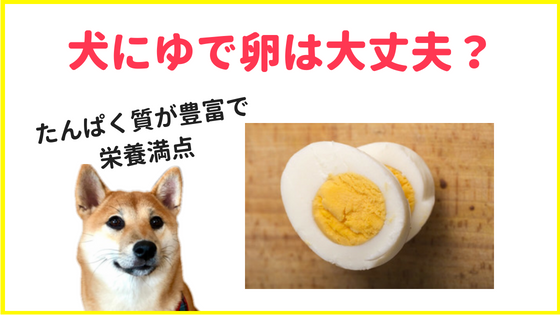 犬にゆで卵を食べさせても大丈夫 栄養 注意点 簡単レシピの紹介 柴犬ココたん のほほんカメラ日記
