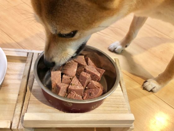 ブッチブルーレーベルを食べる柴犬