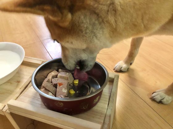 ブッチホワイトレーベルを食べる柴犬
