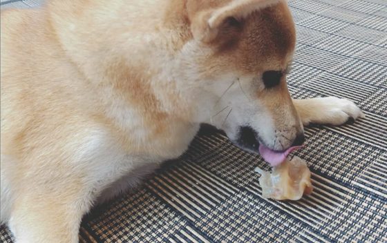 豚耳のおやつをあげたら犬が大喜び 豚耳の栄養や与える時の注意点まとめ 柴犬ココたん のほほんカメラ日記