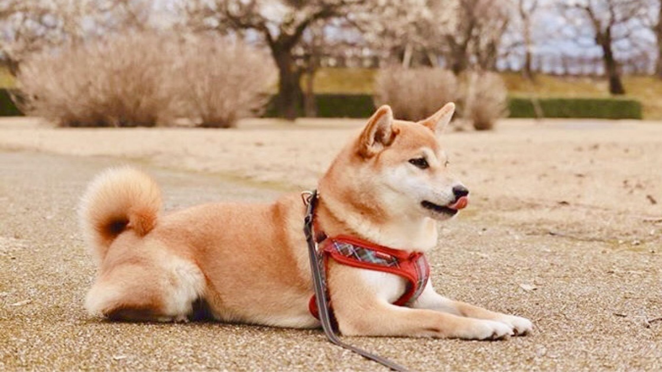 可愛くて使いやすい犬用ハーネス マイスターソフティハーネスをレビュー 柴犬ココたん のほほんカメラ日記